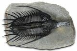 Huge, Flying Psychopyge Trilobite - Top Quality Specimen #368546-3
